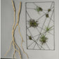 Gold Leaf Design Group Intersect Wall Art With Tillandsia Mix | Wall Decor | Modishstore