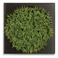 Mini Green Wall, Curly Grass by Gold Leaf Design Group | Green Wall | Modishstore