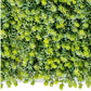 Green Wall, Sedum Album, 28"W by by Gold Leaf Design Group | Green Wall | Modishstore-3