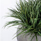 Grass: Liriope in Piedra Planter, LG by Gold Leaf Design Group | Planters, Troughs & Cachepots | Modishstore-4