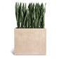 Sansevieria in Urbano Rectangle Planter by Gold Leaf Design Group | Outdoor Planters, Troughs & Cachepots | Modishstore-2