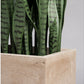 Sansevieria in Urbano Rectangle Planter by Gold Leaf Design Group | Outdoor Planters, Troughs & Cachepots | Modishstore-4