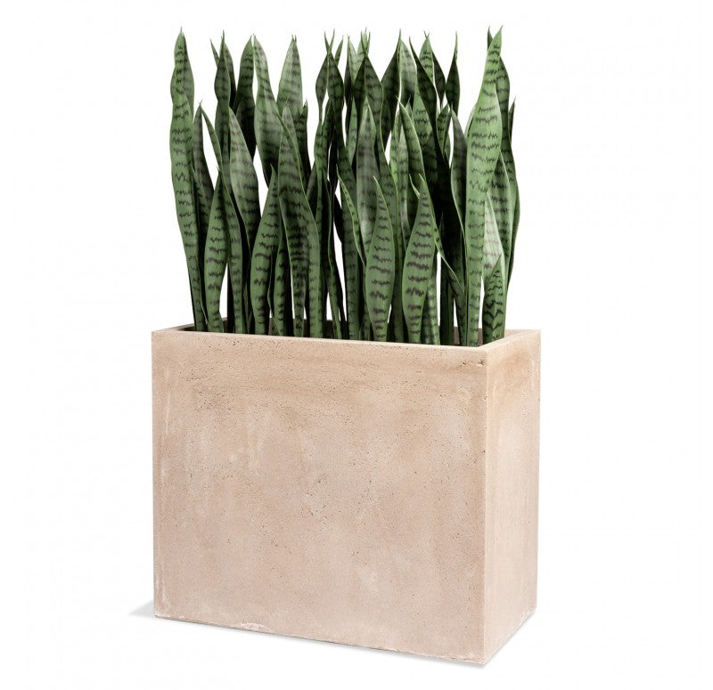 rectangular planter snake plant Sansevieria in Urbano Rectangle Planter by Gold Leaf Design Group