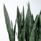 Gold Leaf Design Group Sansevieria in Whitewash Linear Planter | Planters, Troughs & Cachepots | Modishstore-4