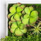 Gold Leaf Design Group Green Wall, Button Fern Mix | Green Wall | Modishstore-4