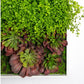 Gold Leaf Design Group Green Wall, Button Fern Mix | Green Wall | Modishstore-2