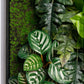Gold Leaf Design Group Green Wall, Lime Philodendron Mix | Green Wall | Modishstore-4