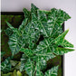 Gold Leaf Design Group Green Wall, Lime Philodendron Mix | Green Wall | Modishstore-6