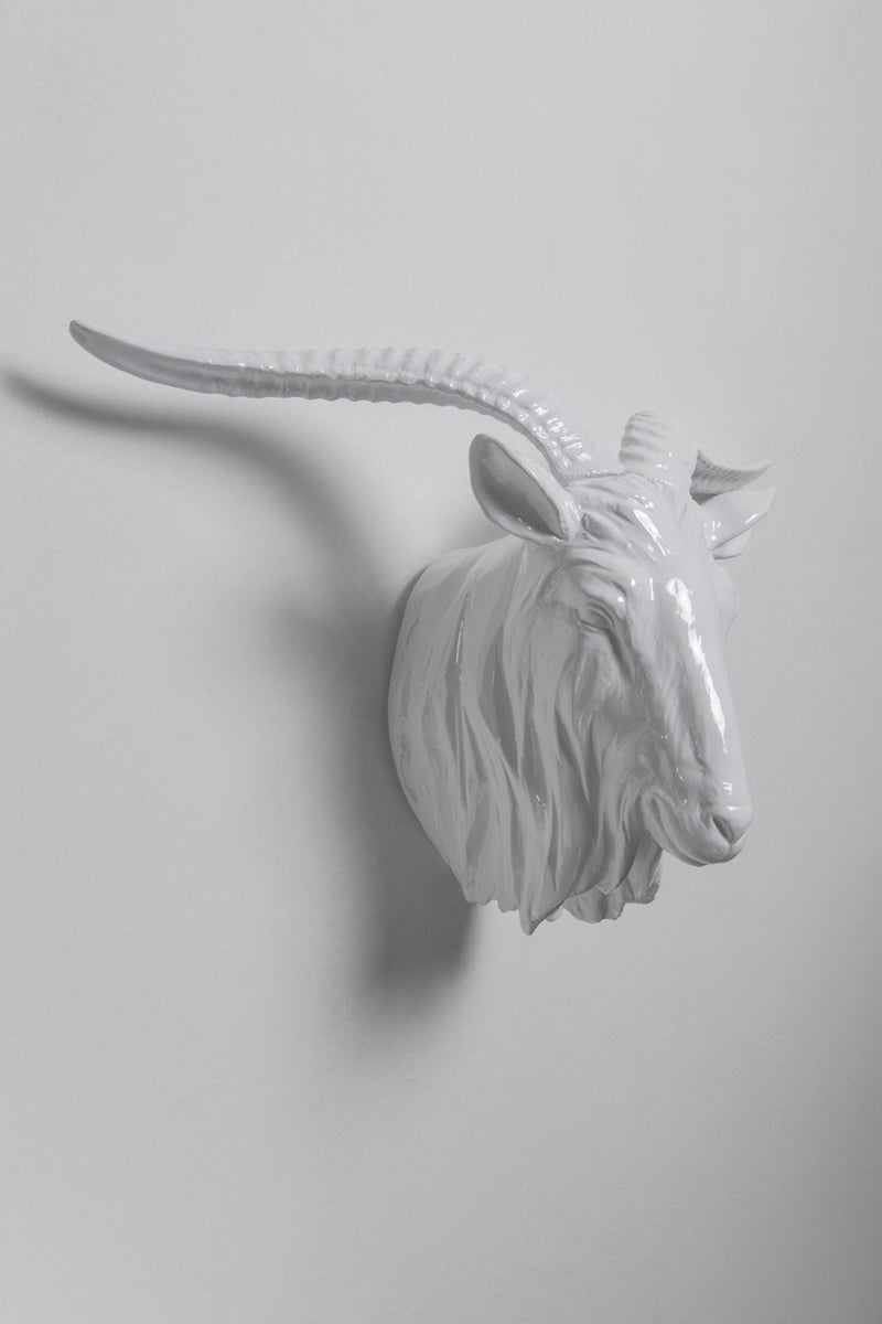 Interior Illusions Plus Goat Head Taxidermy | Trophy Head | Modishstore