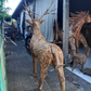 Driftwood Stag with Antlers| Large size Teak Root Sculpture| 6.5 Ft Height | Weatherproof Reclaimed Wood Garden Statue  from Artisan Living