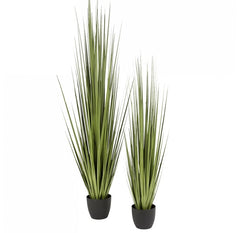 Grass, Potted Century by Gold Leaf Design Group