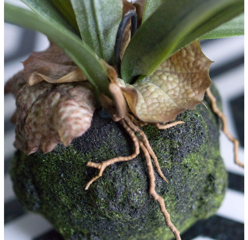 Staghorn Fern w/ Soil Ball Set of 4 by Gold Leaf Design Group | Botanicals | Modishstore - 5