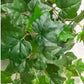 Ivy Bushes, Outdoor by Set of 12 Gold Leaf Design Group | Planters, Troughs & Cachepots | Modishstore-2