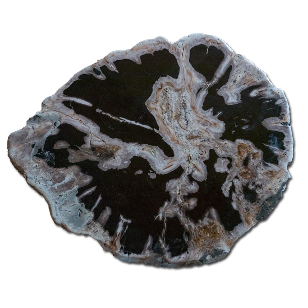 PF-1112 Petrified Wood Slab With Custom Made Base by AIRE Furniture-5