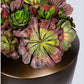 Succulent Mix Burgundy in Barrel Planter, SM by Gold Leaf Design Group | Botanicals | Modishstore-2