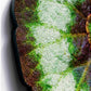 Mosaic Begonia Escargot Wall Art, 26"H by Gold Leaf Design Group | Wall Decor | Modishstore-3