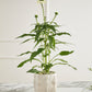 Veggie Collection Set of 8 By Accent Decor | Stands | Modishstore - 10