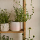 Skyway Pot Set of 8 By Accent DŽcor