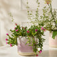 Skyway Pot Set of 8 By Accent DŽcor