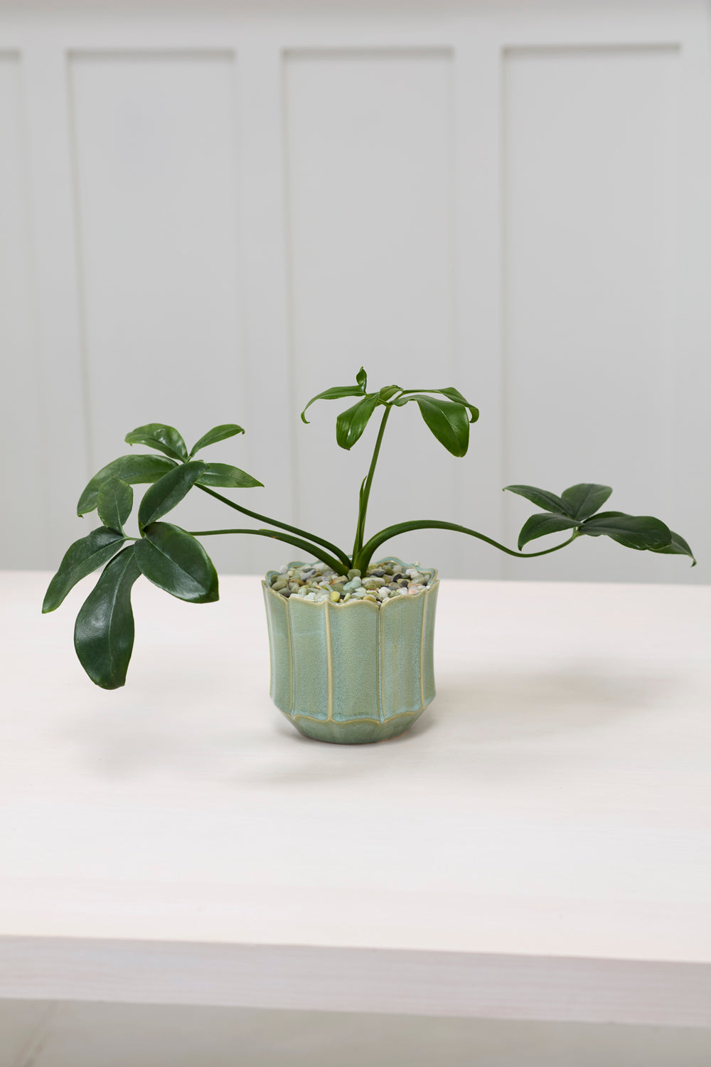Everleaf Pot Set of 8 By Accent Decor | Planters, Troughs & Cachepots | Modishstore - 8