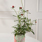 Linton Collection Set of 4 By Accent Decor | Stands | Modishstore - 7