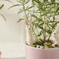 Thumper Plant Sticks - Set of 6 By Accent DŽcor