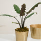 Delicata Pot Set of 8 By Accent Decor | Planters, Troughs & Cachepots | Modishstore - 9