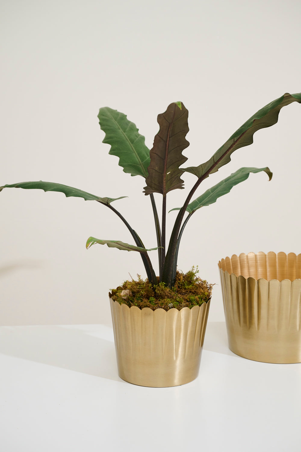 Delicata Pot Set of 8 By Accent Decor | Planters, Troughs & Cachepots | Modishstore - 9