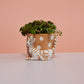 Pampered Pet Pot Set of 4 By Accent Decor | Planters, Troughs & Cachepots | Modishstore - 4