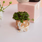 Pampered Pet Pot Set of 4 By Accent Decor | Planters, Troughs & Cachepots | Modishstore - 5