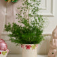 Ribbonelle Collection Set of 4 By Accent Decor | Planters, Troughs & Cachepots | Modishstore - 4