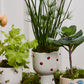 Buzzy Compote Set of 4 By Accent Decor | Planters, Troughs & Cachepots | Modishstore - 9