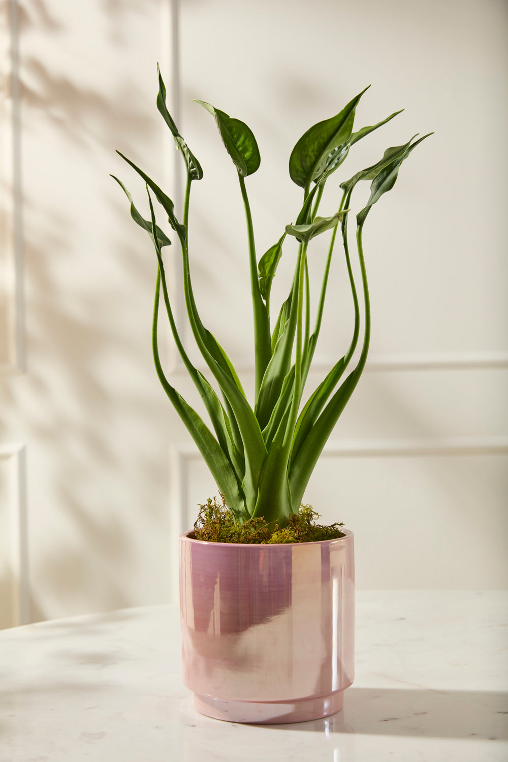 Passion Pot Set of 4 By Accent Decor | Stands | Modishstore - 11