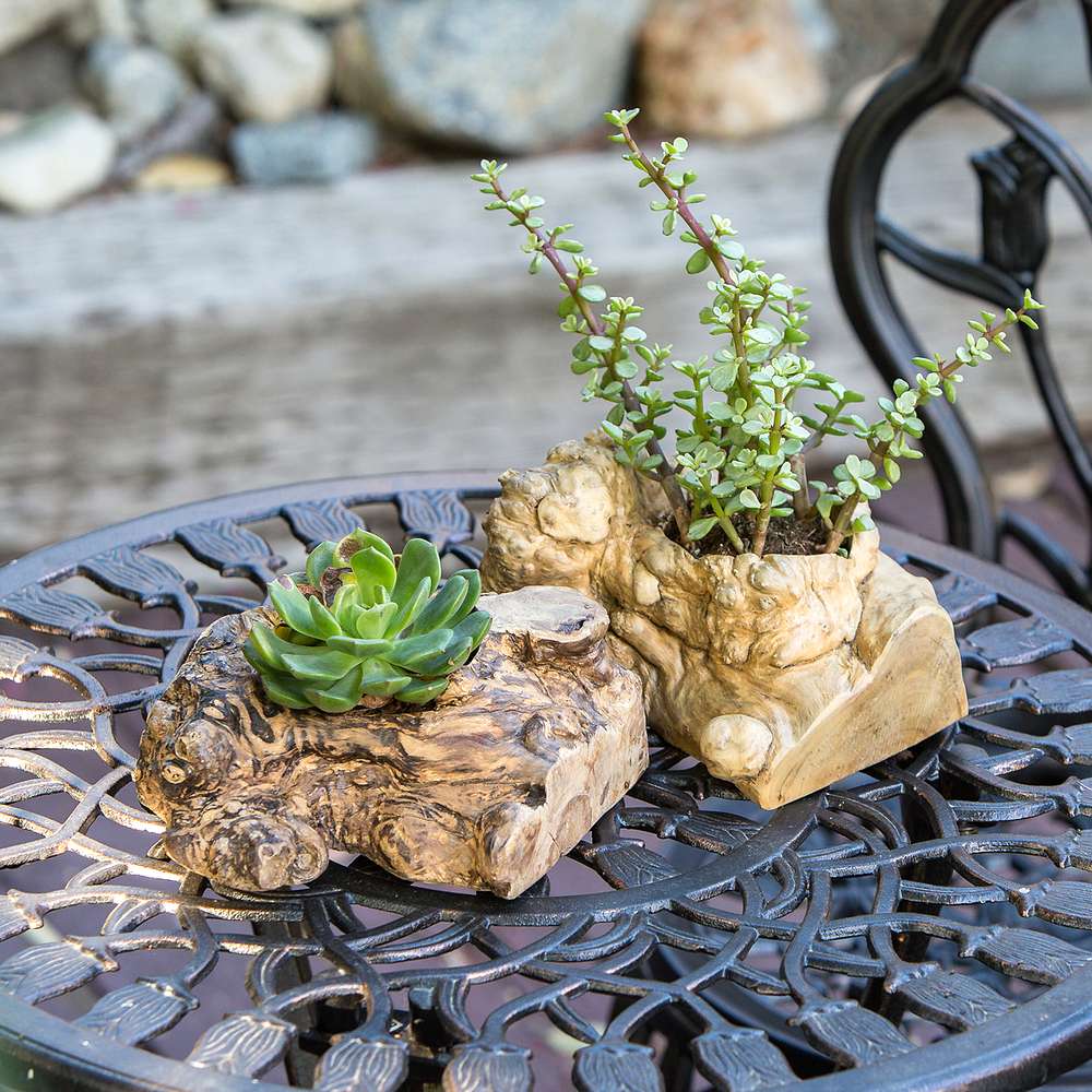Coffee Root Succulent Pot Set of 12 By Garden Age Supply | Sculptures | Modishstore - 1