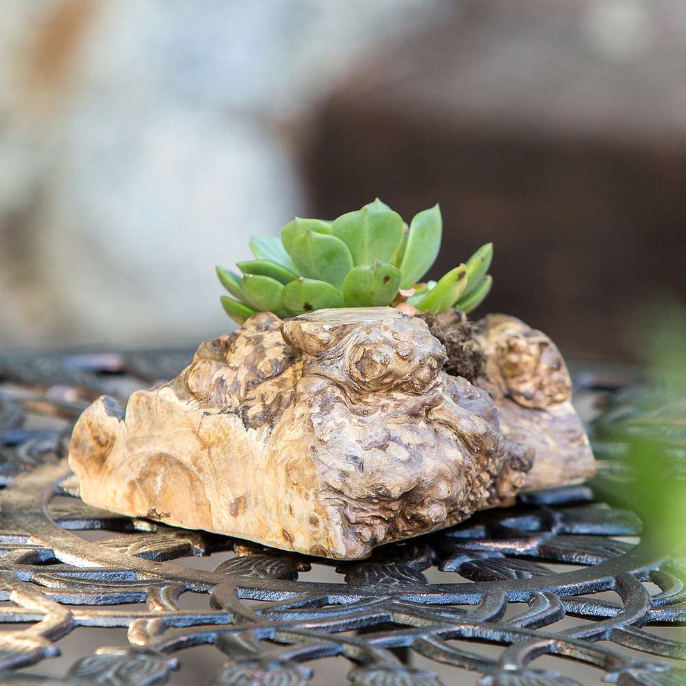 Coffee Root Succulent Pot Set of 12 By Garden Age Supply | Sculptures | Modishstore - 4