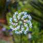 Glass Swirl Garden Stake Set of 4 By Garden Age Supply