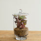 Asteridge Terrarium Set of 2 By Accent Decor | Planters, Troughs & Cachepots | Modishstore - 11