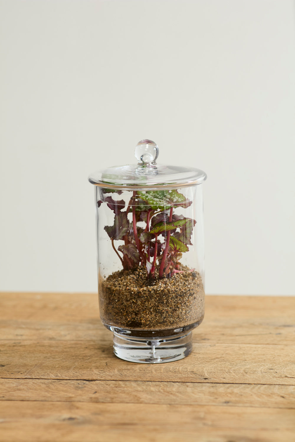 Asteridge Terrarium Set of 2 By Accent Decor | Planters, Troughs & Cachepots | Modishstore - 11