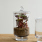 Asteridge Terrarium Set of 2 By Accent Decor | Planters, Troughs & Cachepots | Modishstore - 10