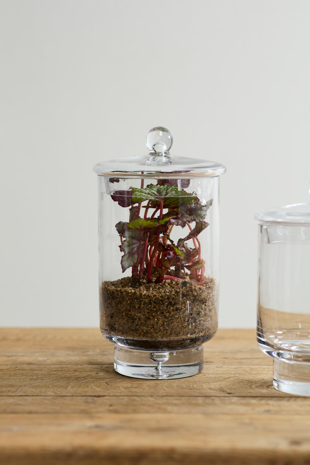 Asteridge Terrarium Set of 2 By Accent Decor | Planters, Troughs & Cachepots | Modishstore - 10
