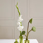 Carlotta Budvase - Set of 12 By Accent Decor | Vases | Modishstore - 10