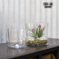 Glass Pot with Saucer Set of 4 By Accent Decor | Planters, Troughs & Cachepots | Modishstore - 14