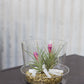 Glass Pot with Saucer Set of 4 By Accent Decor | Planters, Troughs & Cachepots | Modishstore - 12