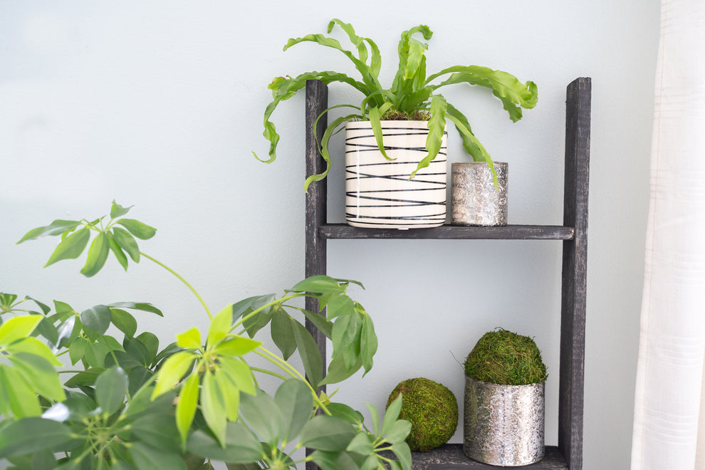 4 Step Blackwash Rustic Wood Ladder Shelf By Homeroots | Wall Decor | Modishstore - 5