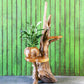 Harini Driftwood Stand with Teak Shelves By Garden Age Supply