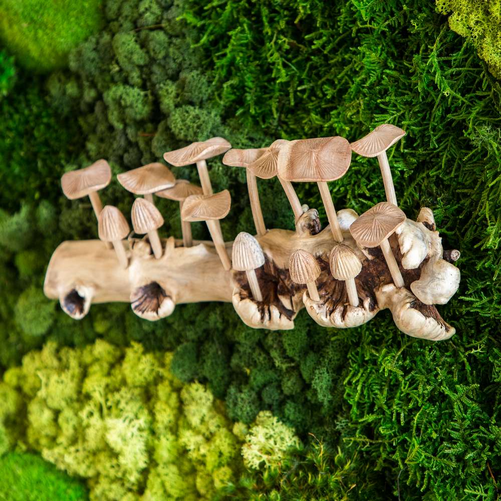 Parasite Oyster Mushrooms on Wall (Horizontal) Set of 2 By Garden Age Supply | Sculptures | Modishstore - 1