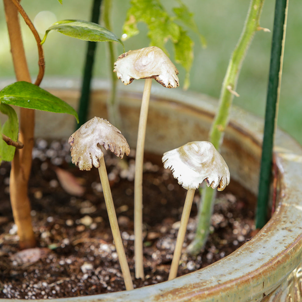 Parasite Mushroom Pot Stake - Pack of 12 Set of 3 By Garden Age Supply | Sculptures | Modishstore - 3