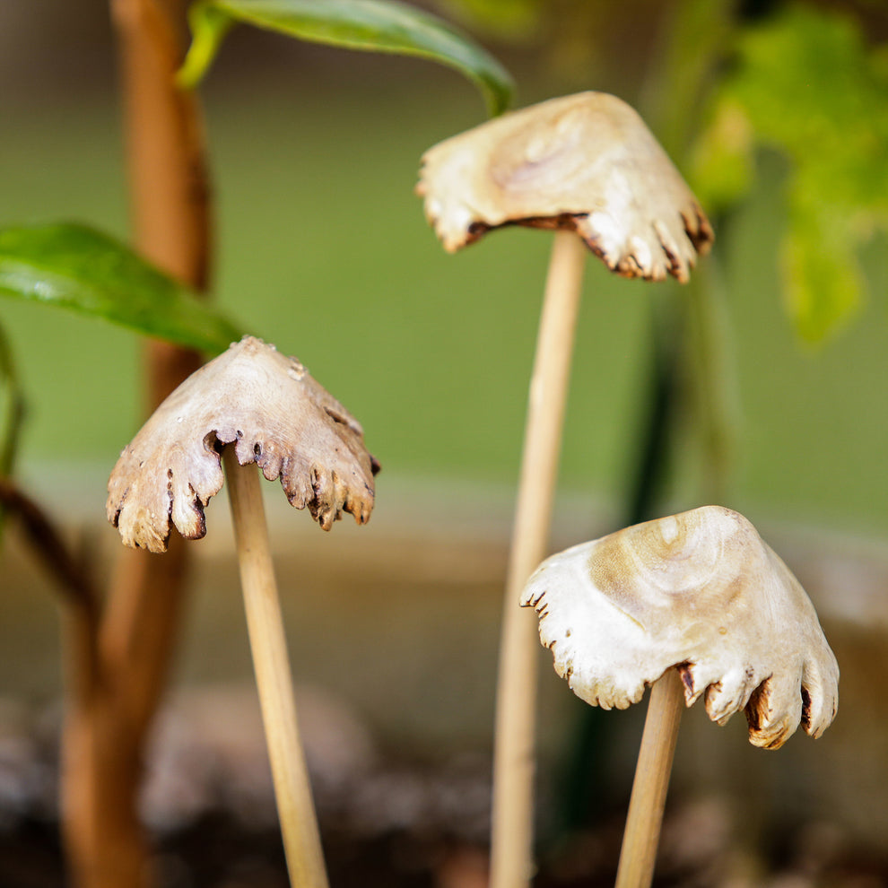 Parasite Mushroom Pot Stake - Pack of 12 Set of 3 By Garden Age Supply | Sculptures | Modishstore - 2