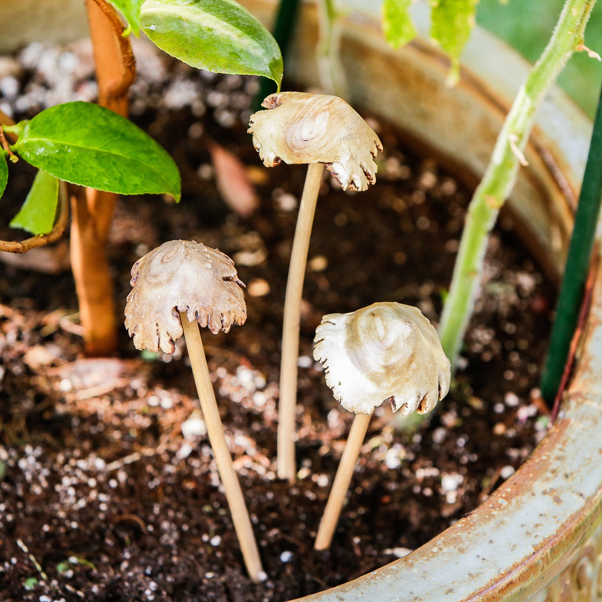 Parasite Mushroom Pot Stake - Pack of 12 Set of 3 By Garden Age Supply | Sculptures | Modishstore - 1