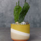 Colorway Collection Set of 8 By Accent Decor | Planters, Troughs & Cachepots | Modishstore - 7